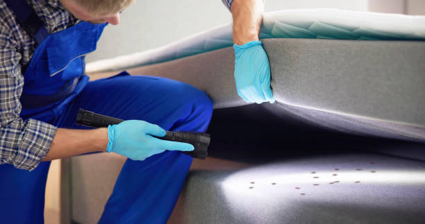 Wasp Removal Services in Redington Shores, FL