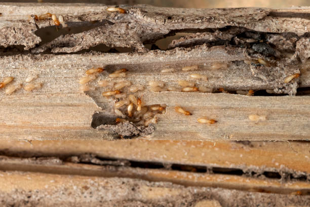 Best Bed Bug Extermination  in Redington Shores, FL